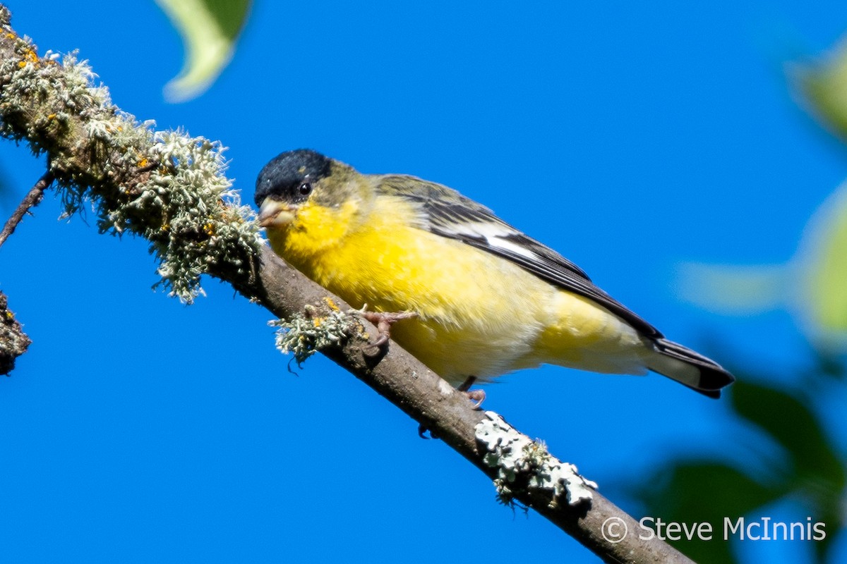 Lesser Goldfinch - ML609422914