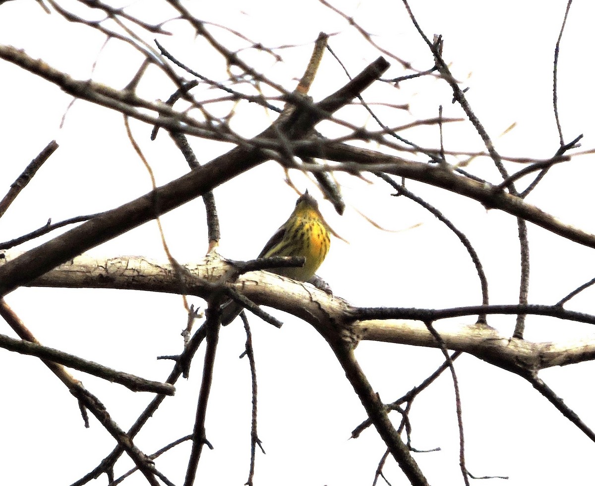 Cape May Warbler - ML609422919