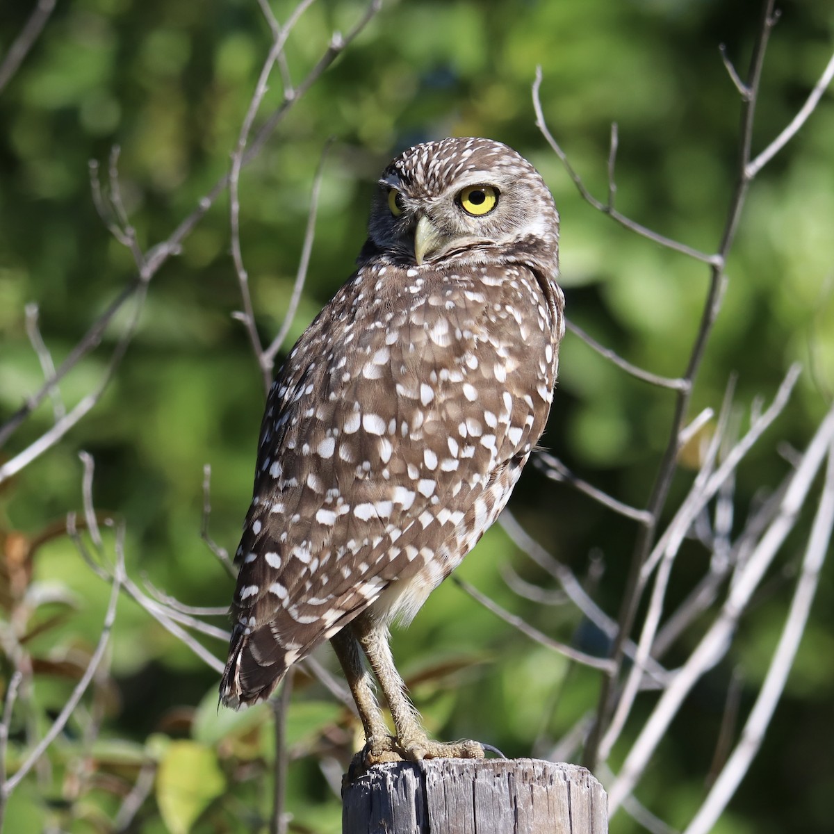Burrowing Owl - John Girard