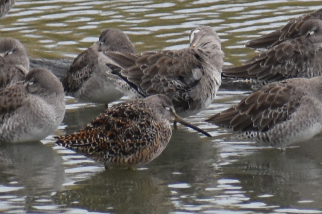 Short-billed Dowitcher - ML609423058