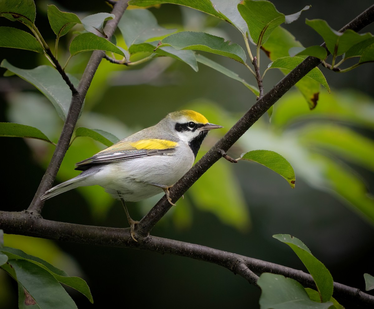 Golden-winged Warbler - ML609423075