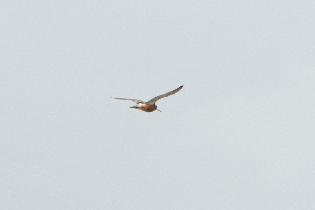 Bar-tailed Godwit - Letty Roedolf Groenenboom