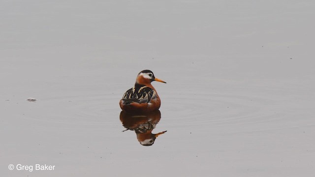 Red Phalarope - ML609423241