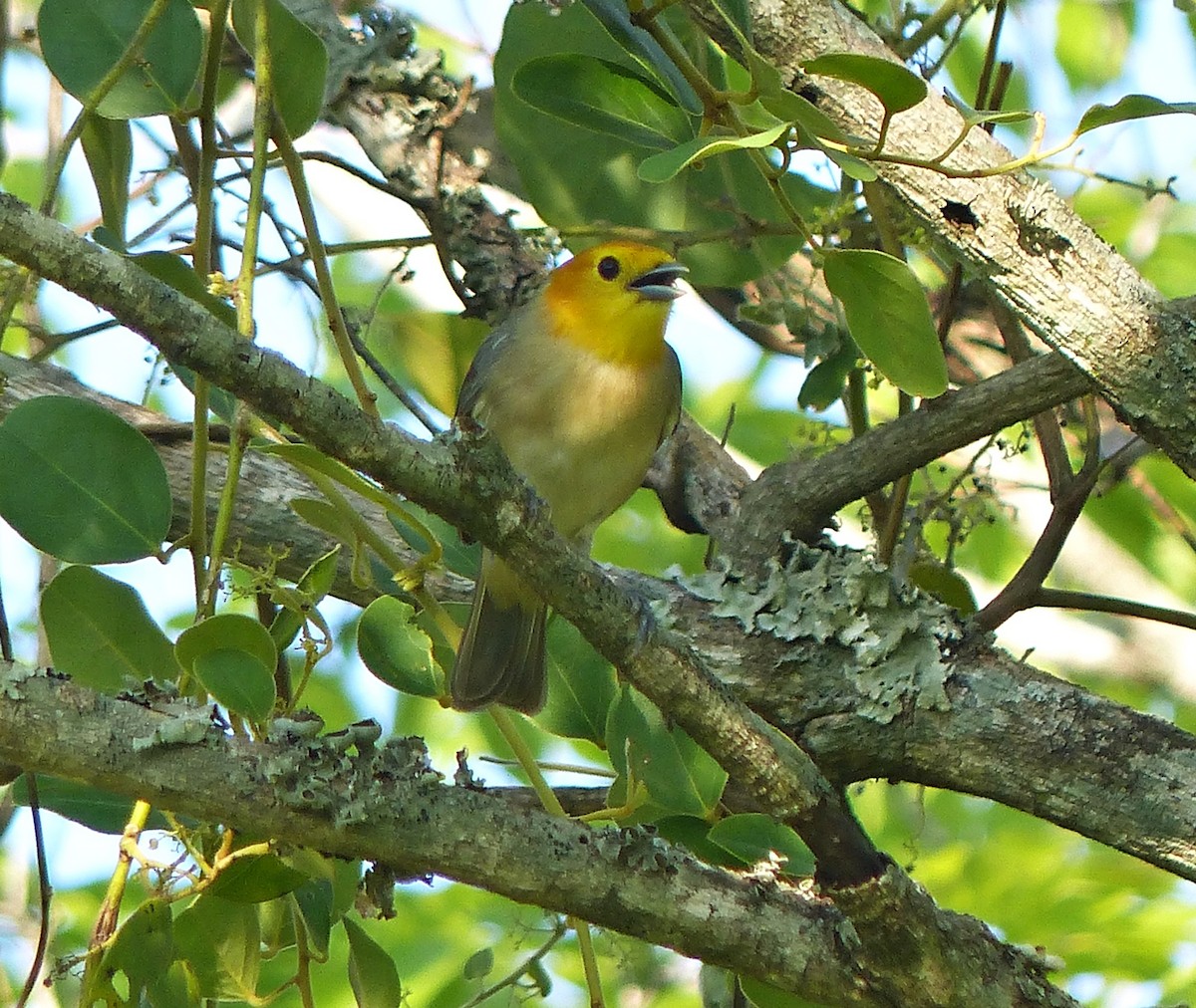 Orange-headed Tanager - ML609423256