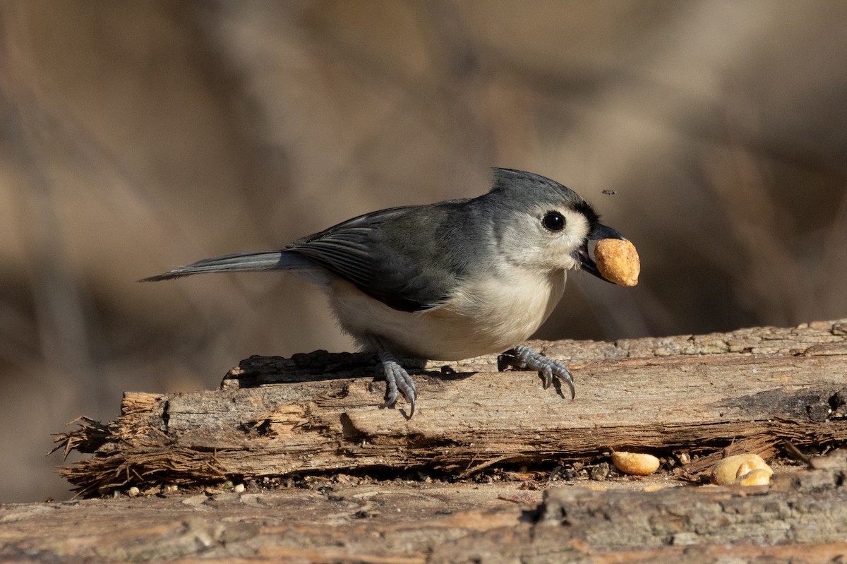 Tufted Titmouse - ML609423270