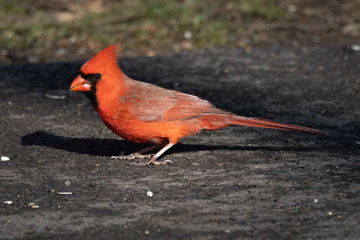 Northern Cardinal - ML609423278