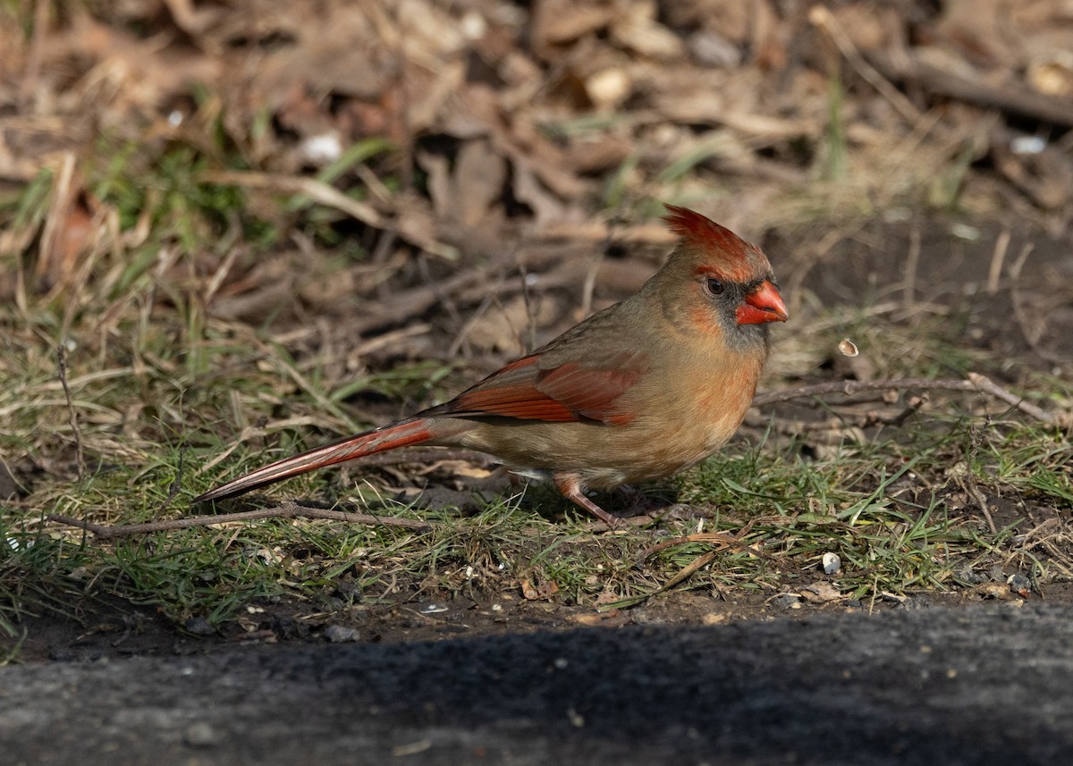 Northern Cardinal - ML609423280