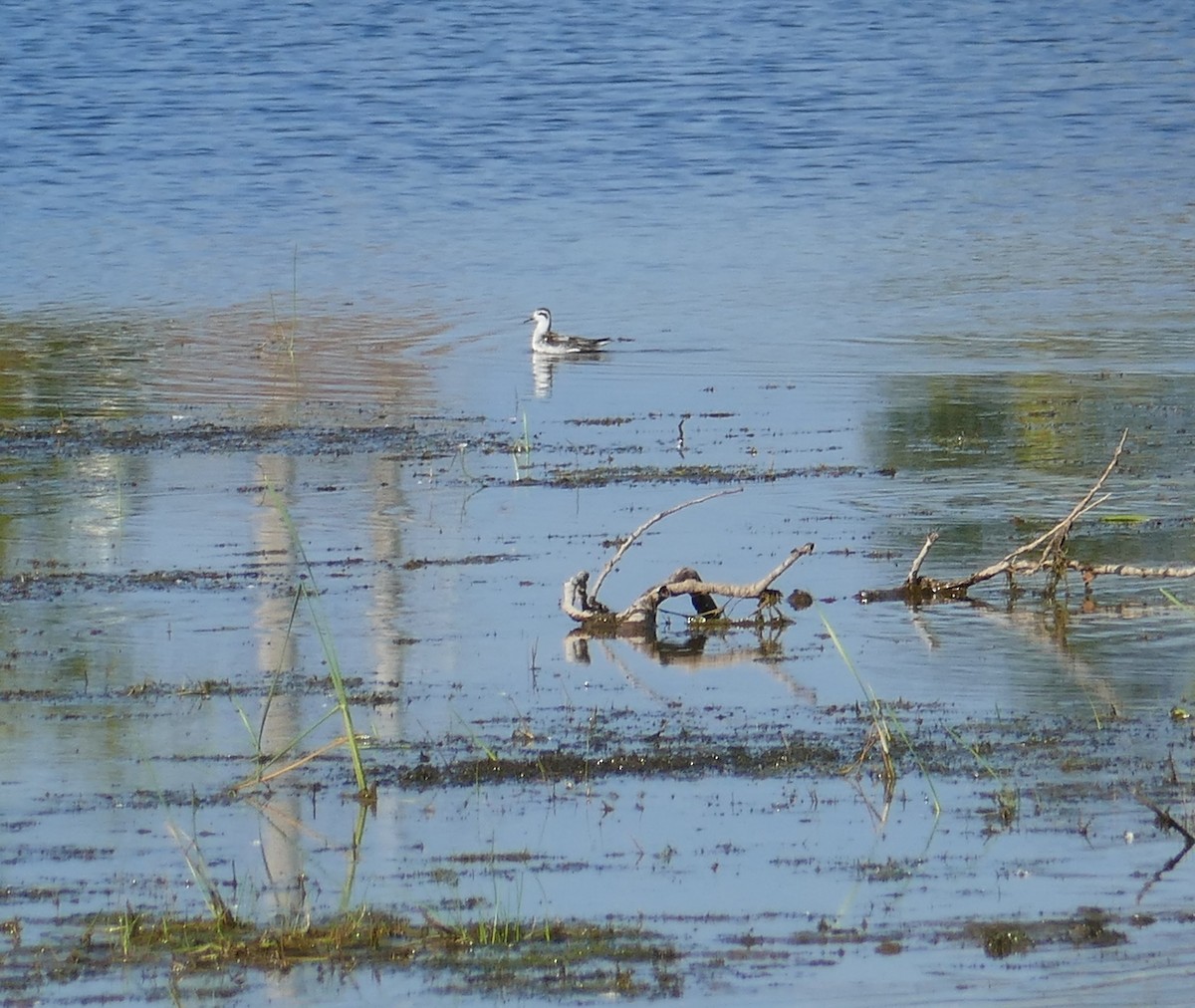 Phalarope à bec étroit - ML609423299