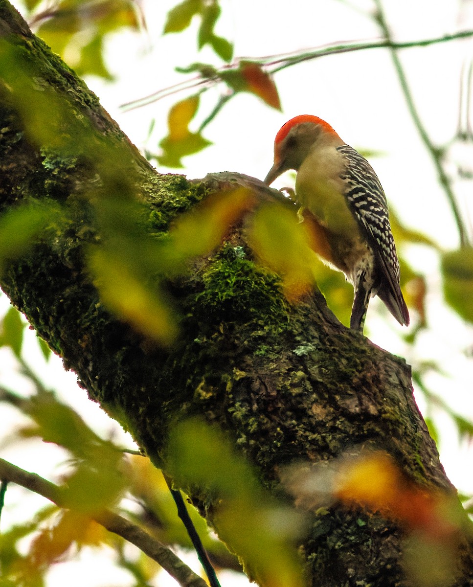 Red-bellied Woodpecker - ML609423313