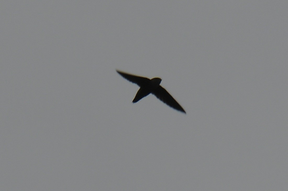 Chimney Swift - Haynes Miller