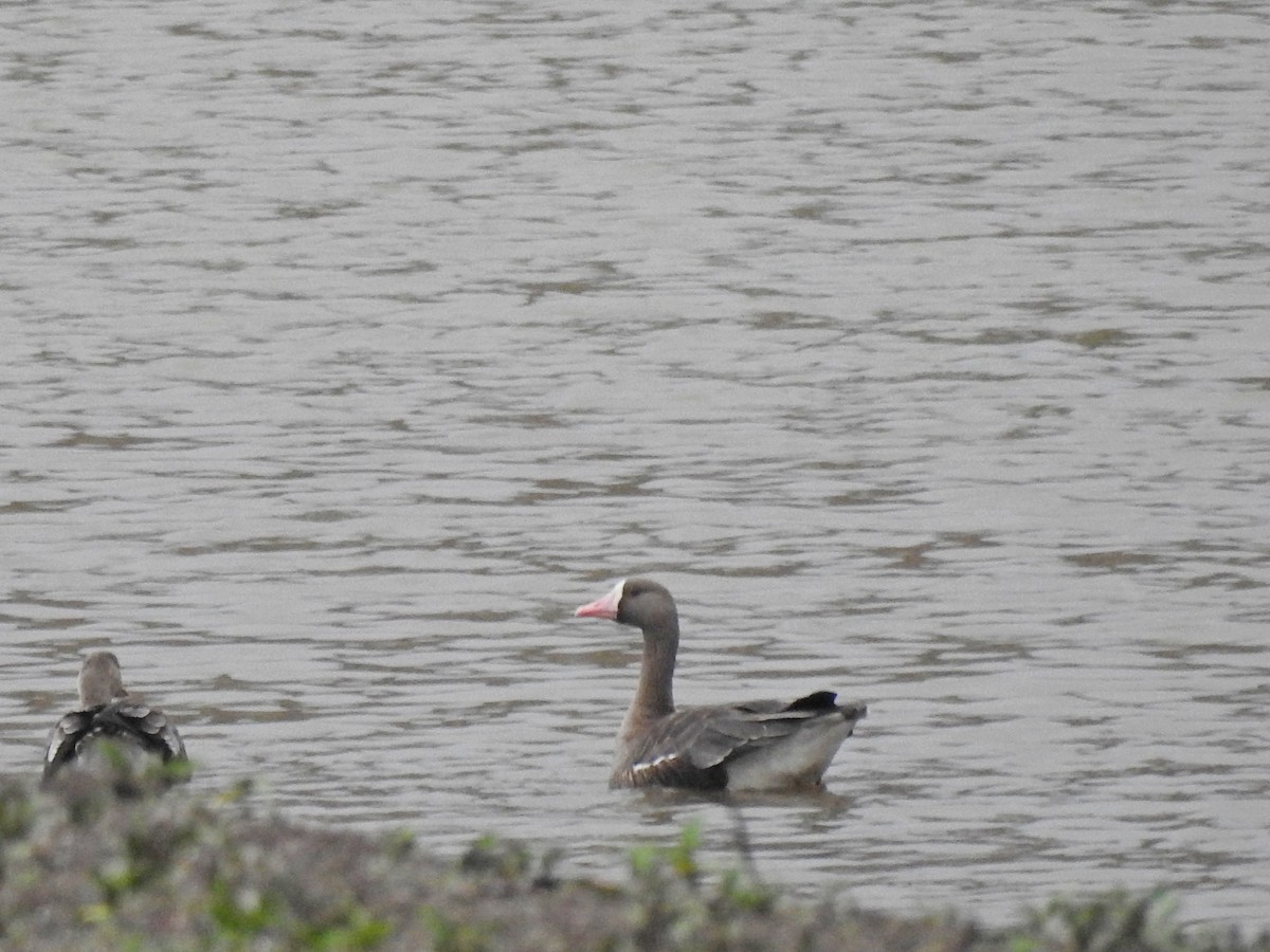 Greater White-fronted Goose - ML609423448