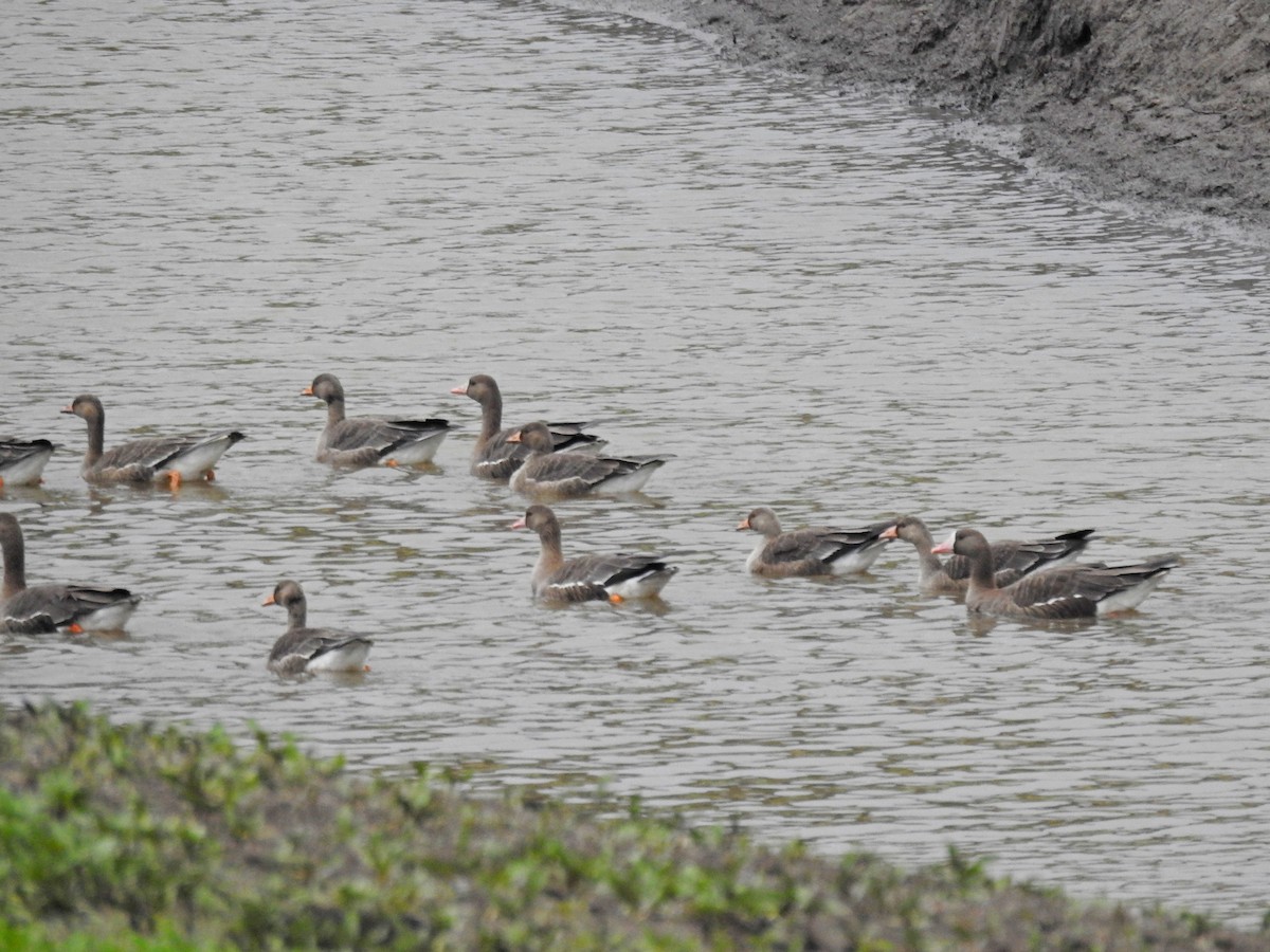 Greater White-fronted Goose - ML609423450