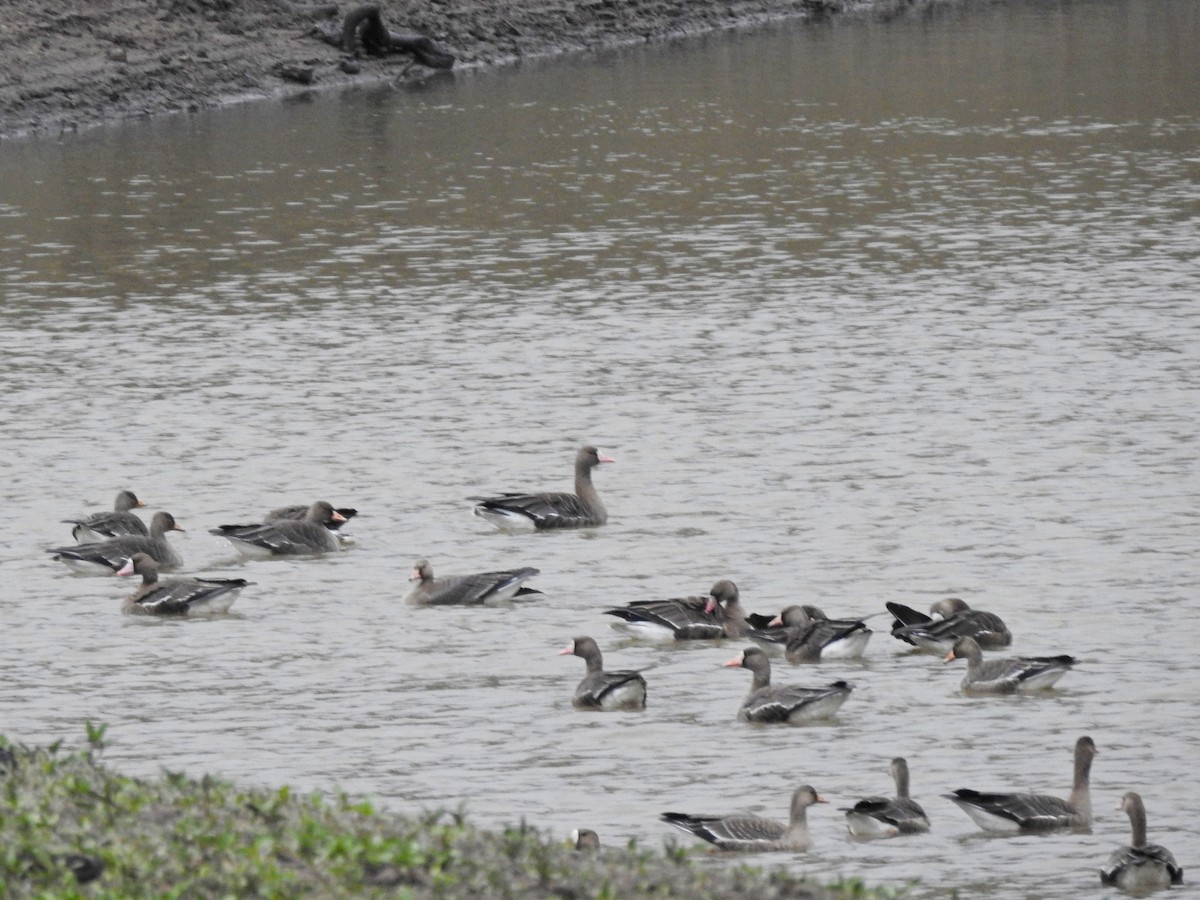 Greater White-fronted Goose - ML609423451