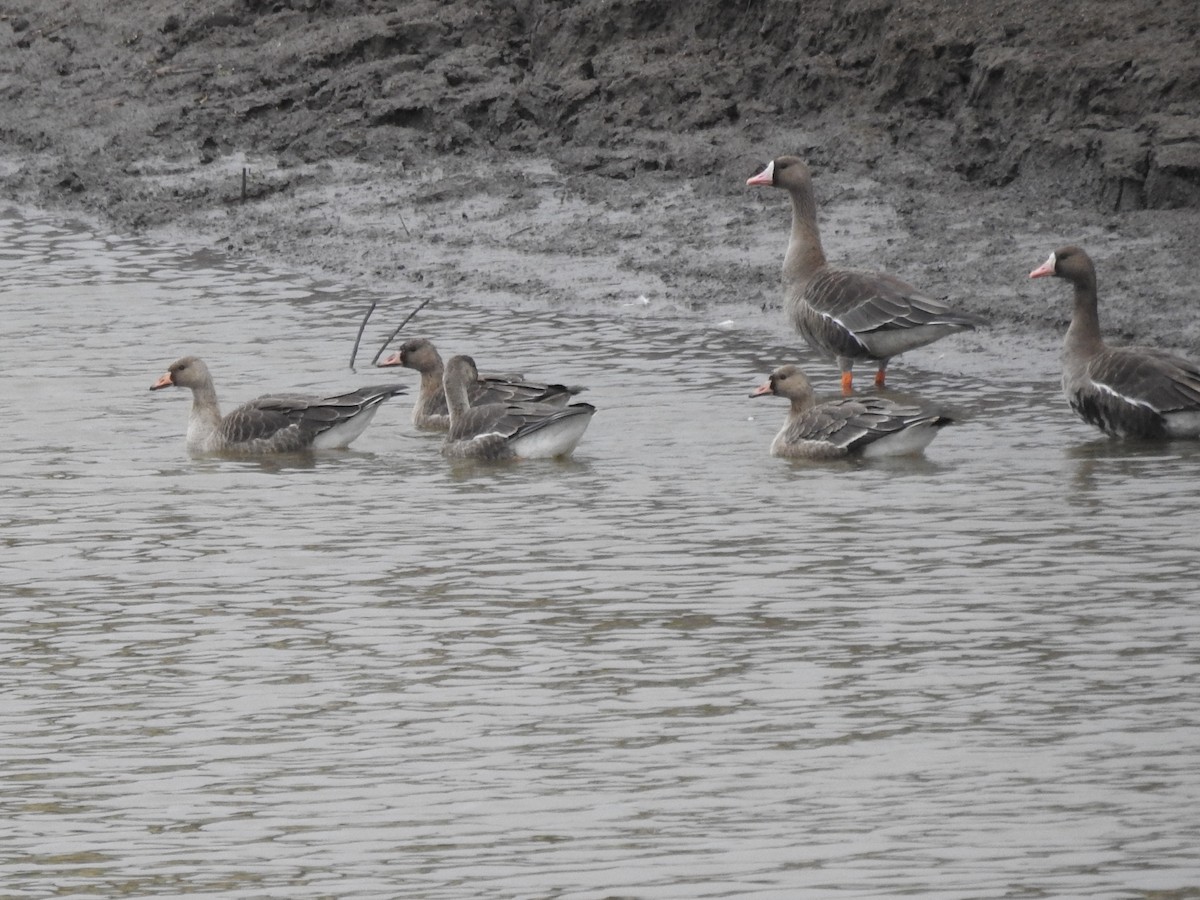 Greater White-fronted Goose - ML609423452