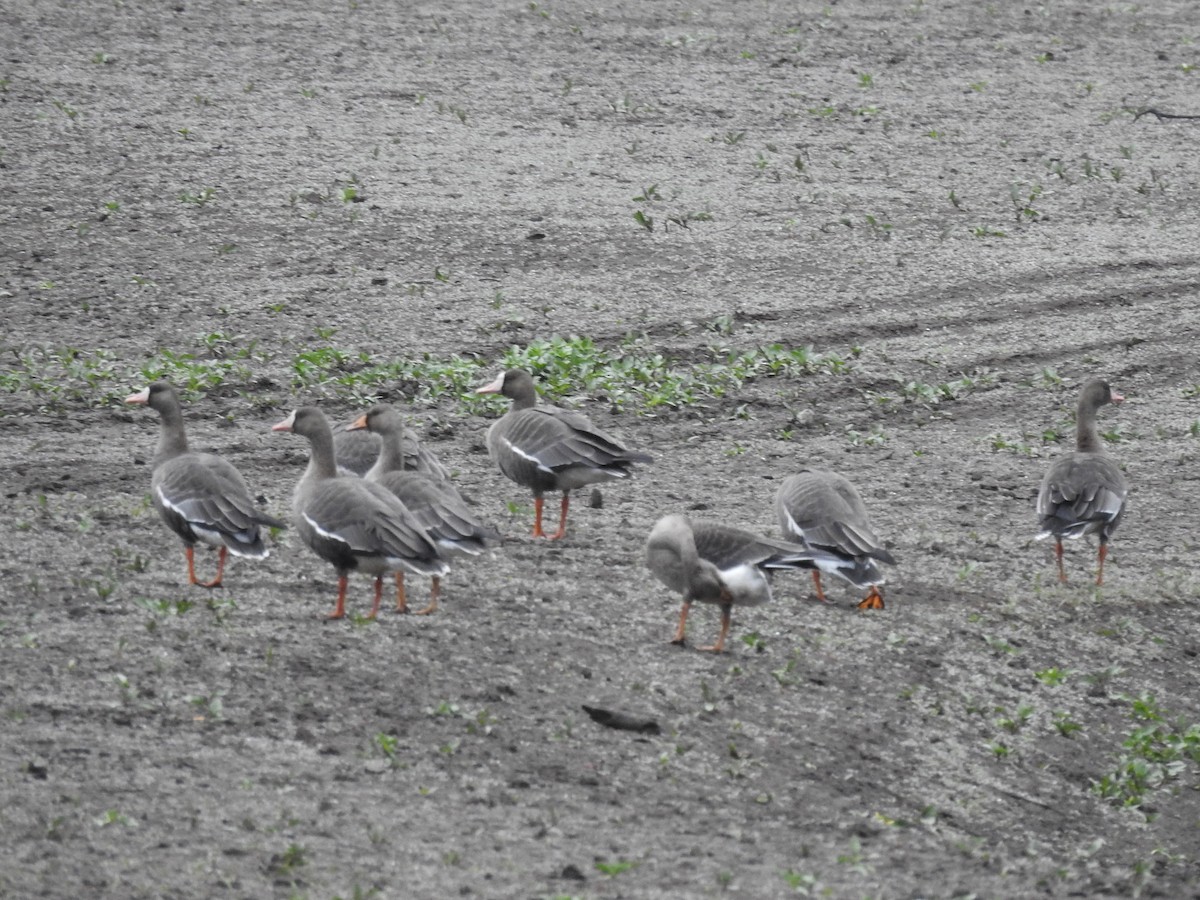 Greater White-fronted Goose - ML609423453
