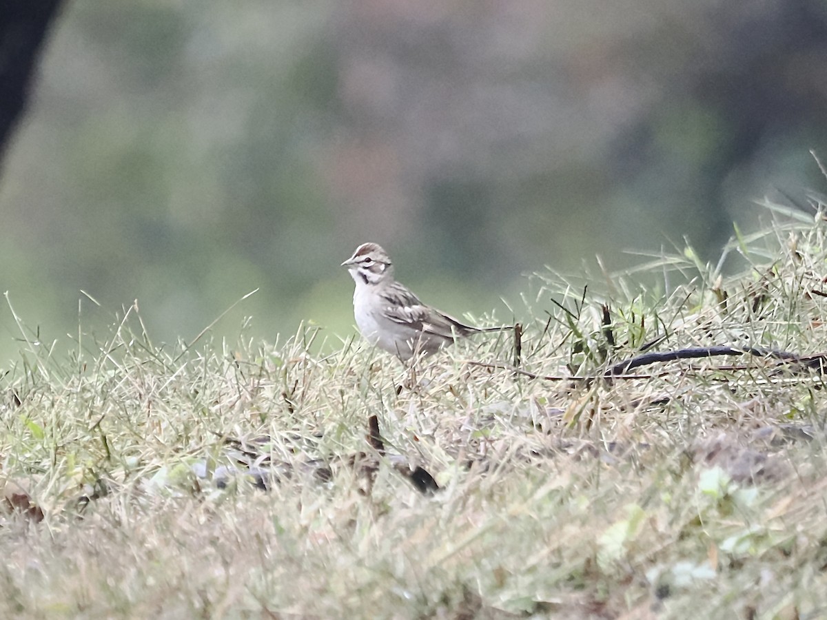 Lark Sparrow - ML609423482