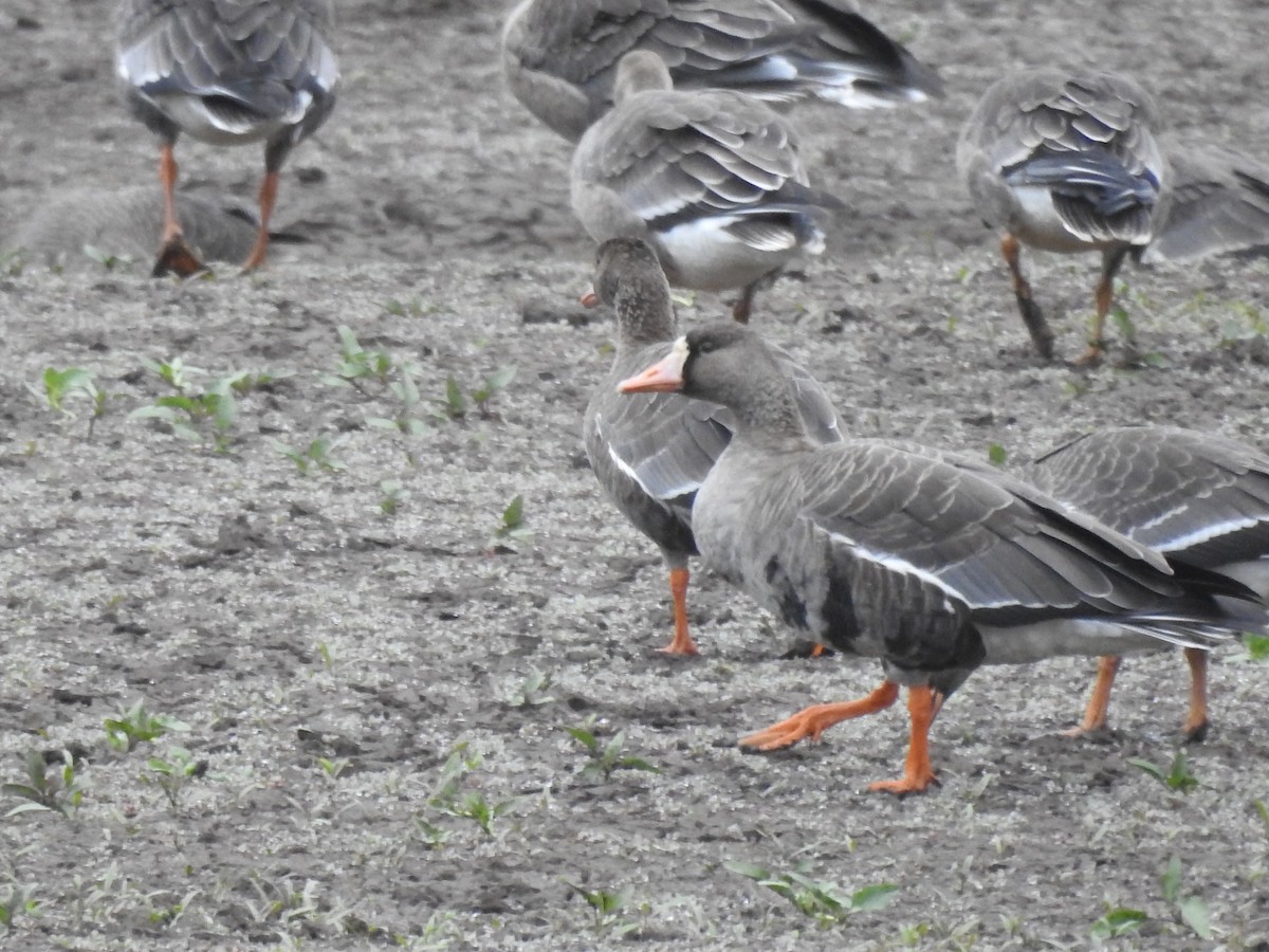 Greater White-fronted Goose - ML609423486