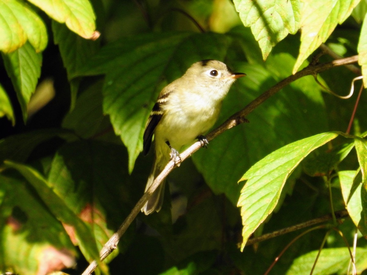 Least Flycatcher - ML609423638