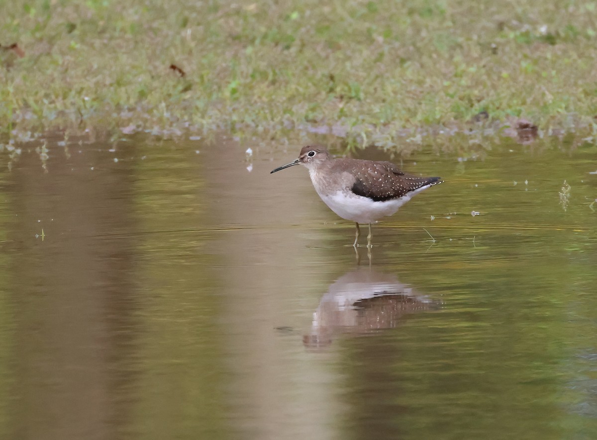 Solitary Sandpiper - ML609423676