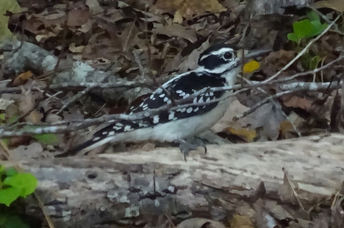 Pic chevelu (groupe villosus) - ML609423869