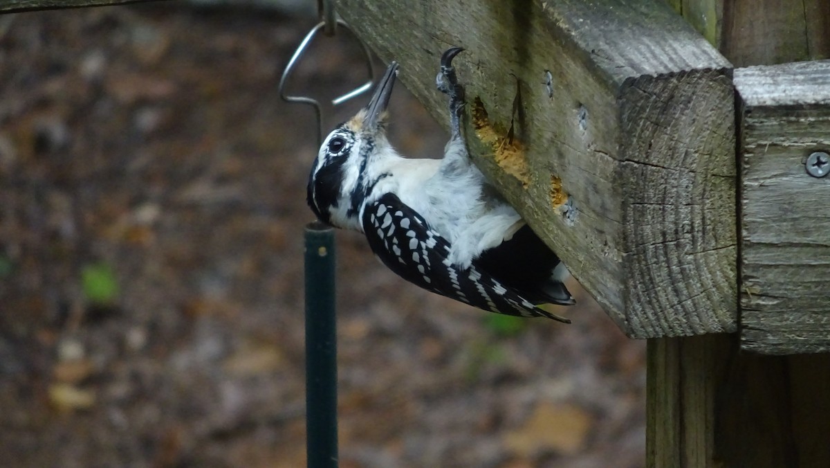 Pic chevelu (groupe villosus) - ML609423870