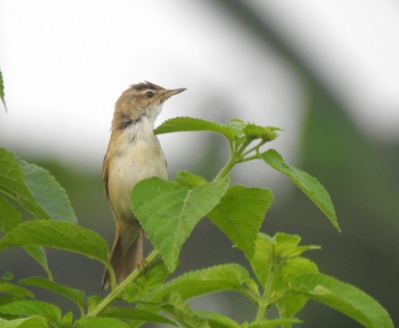 Booted Warbler - Rajaneesh  Ghadi