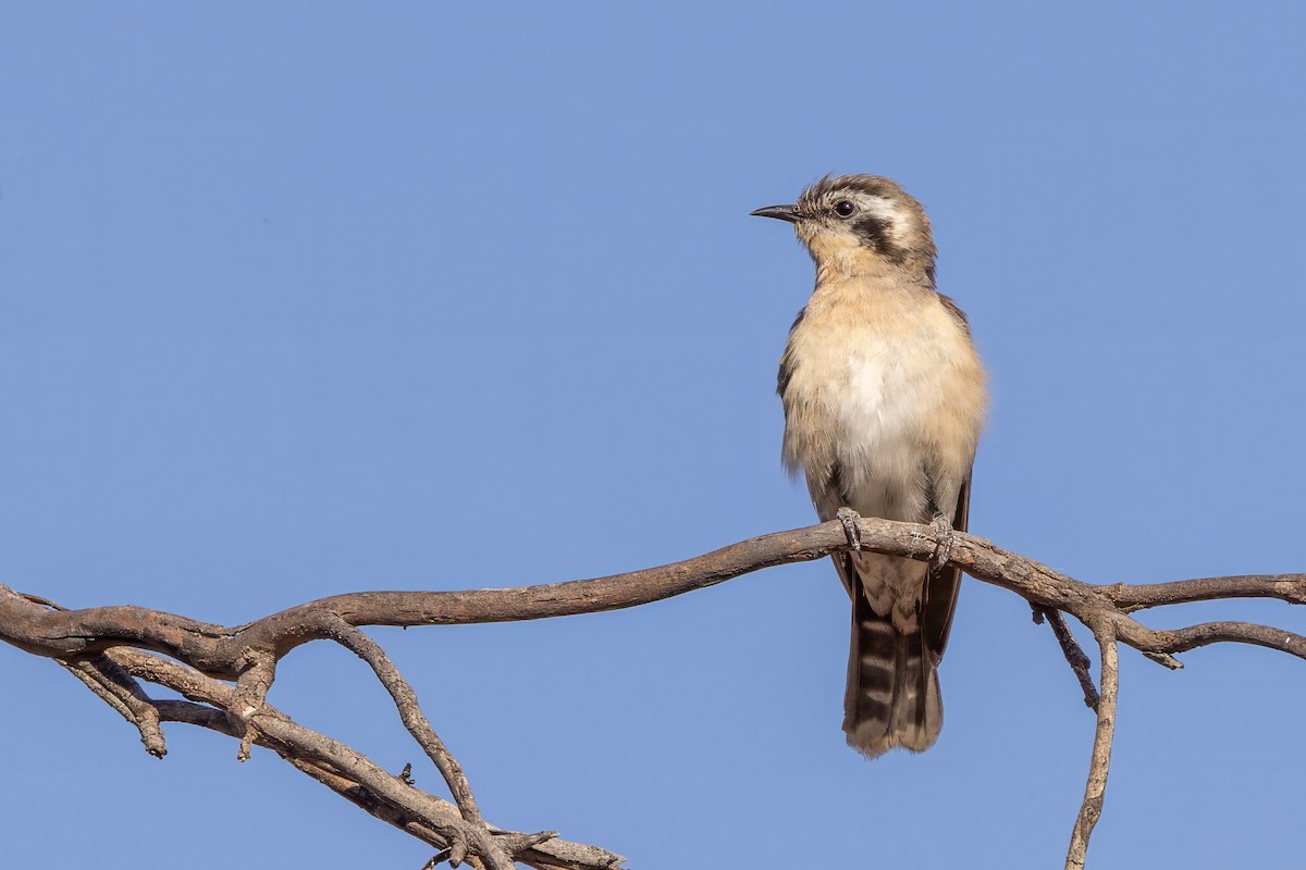 Black-eared Cuckoo - Brian Bird