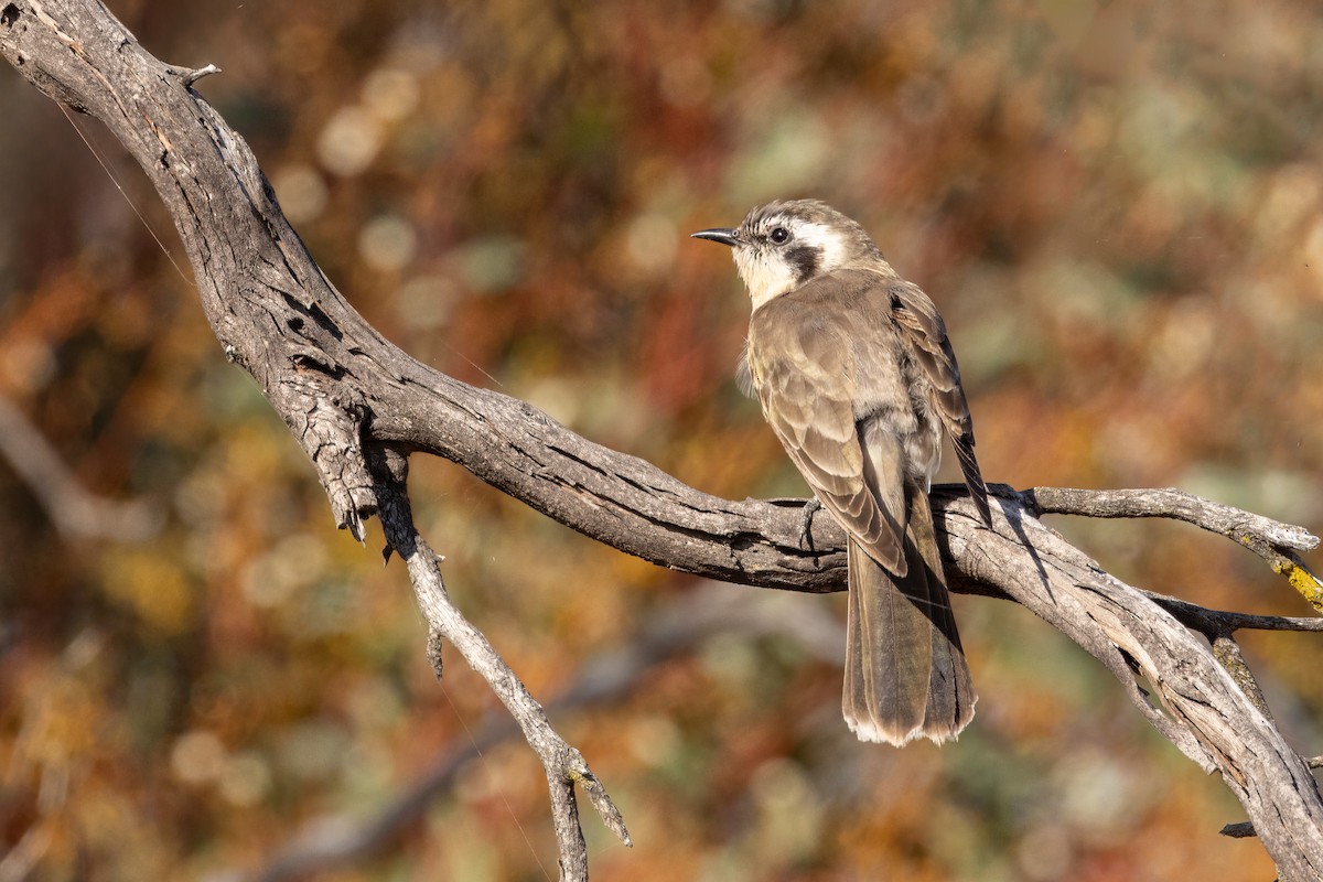 Black-eared Cuckoo - Brian Bird