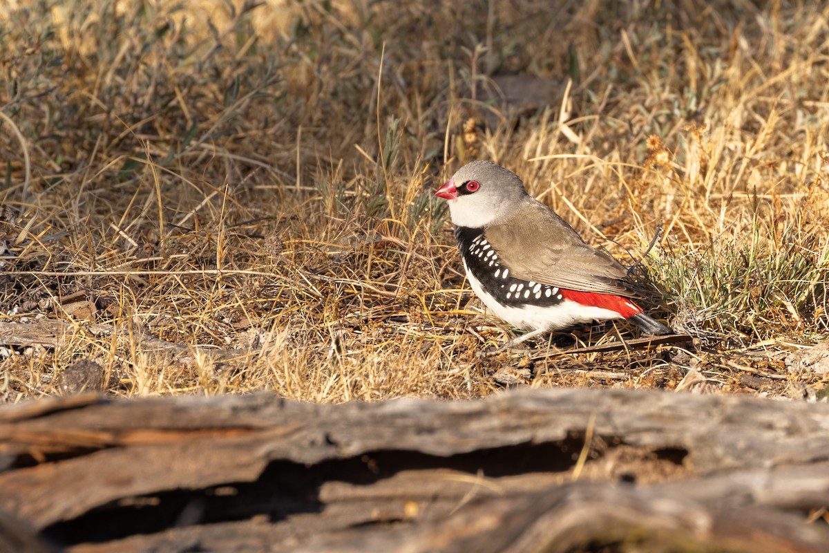 Diamond Firetail - ML609423986