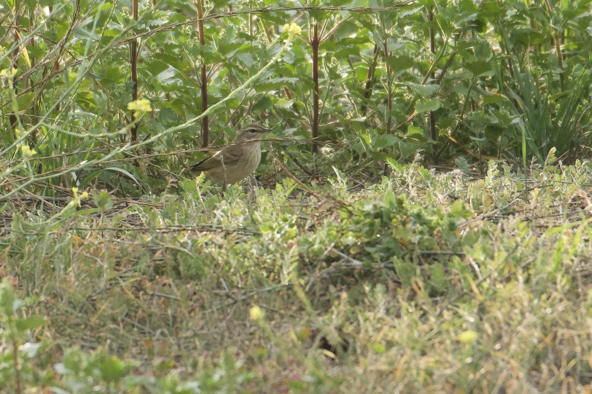 Palm Warbler - ML609423994