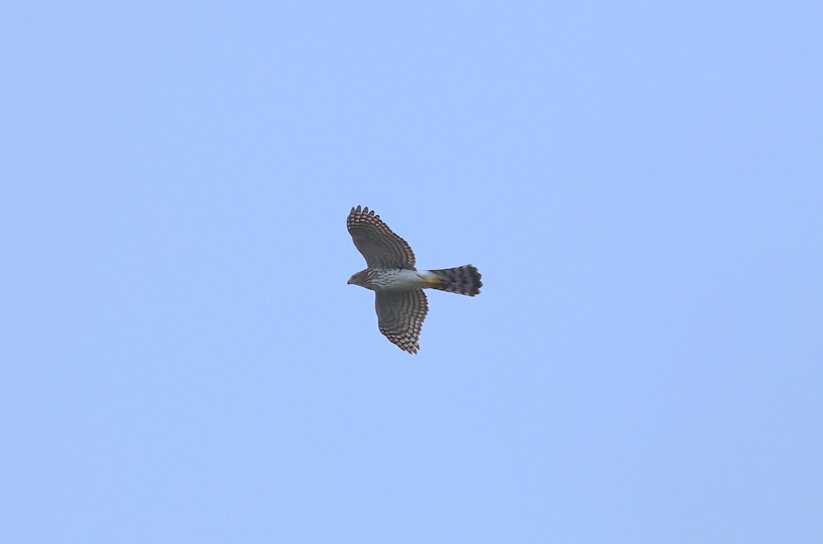 Cooper's Hawk - Anir Bhat