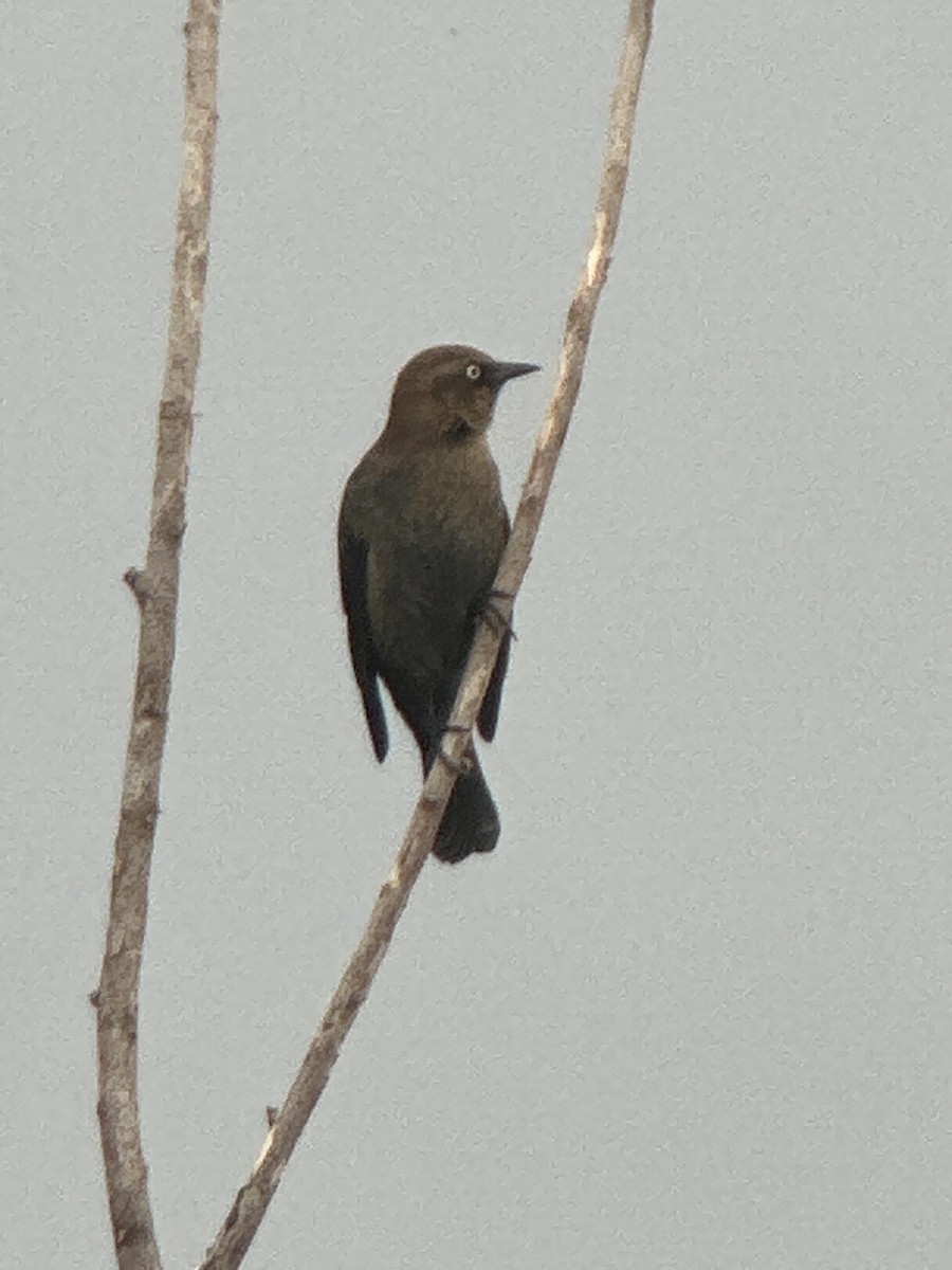 Rusty Blackbird - Robert Mead