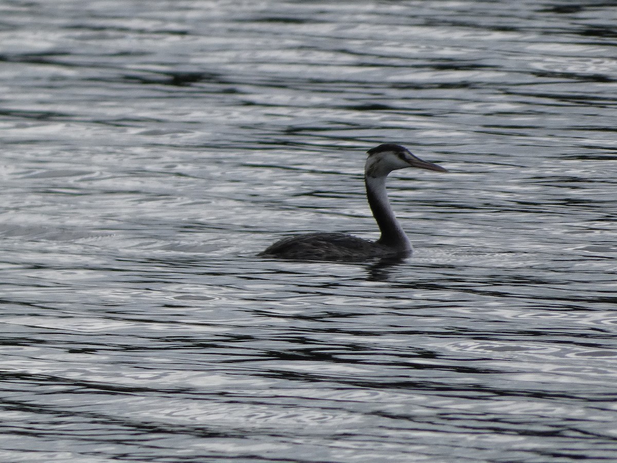 Great Crested Grebe - ML609424054