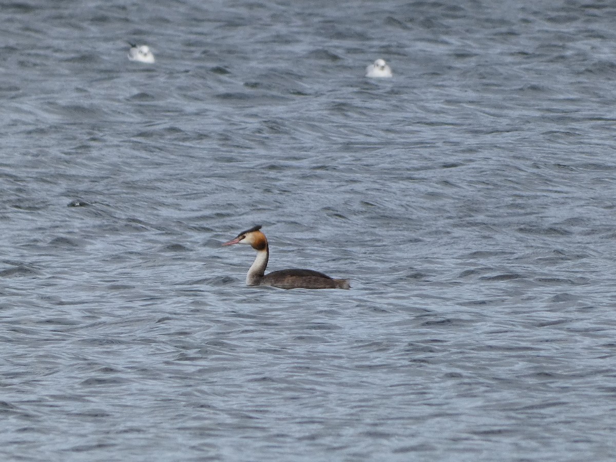 Great Crested Grebe - ML609424055