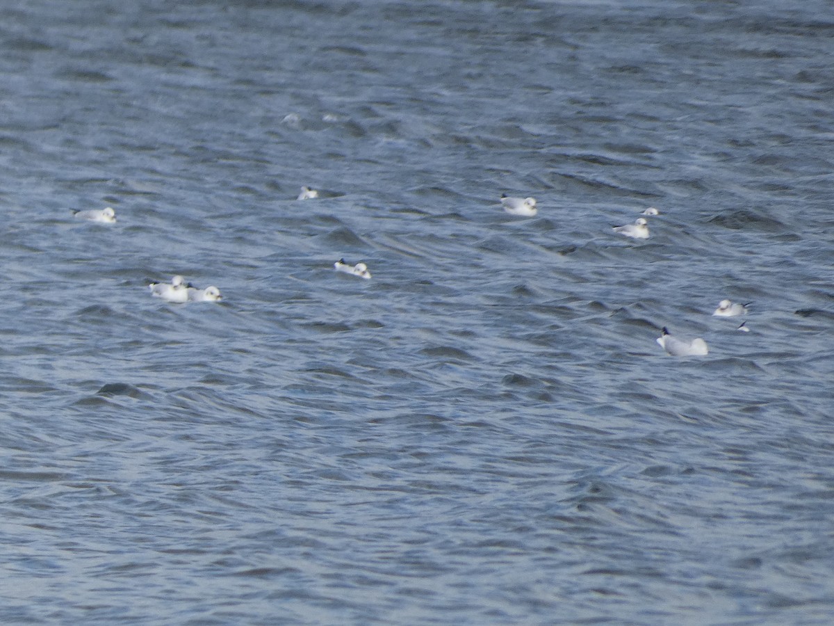 Black-headed Gull - ML609424068