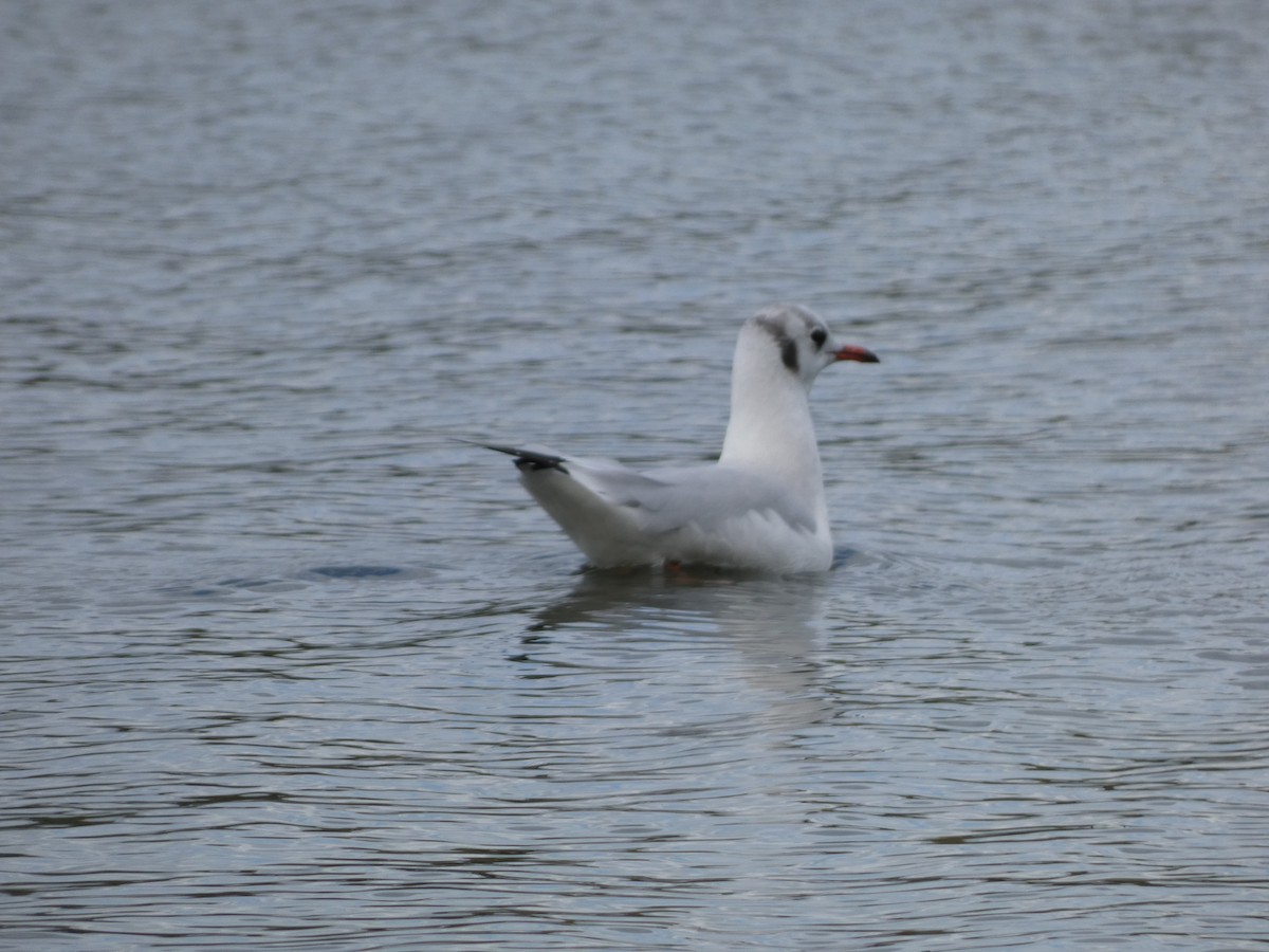 Mouette rieuse - ML609424069