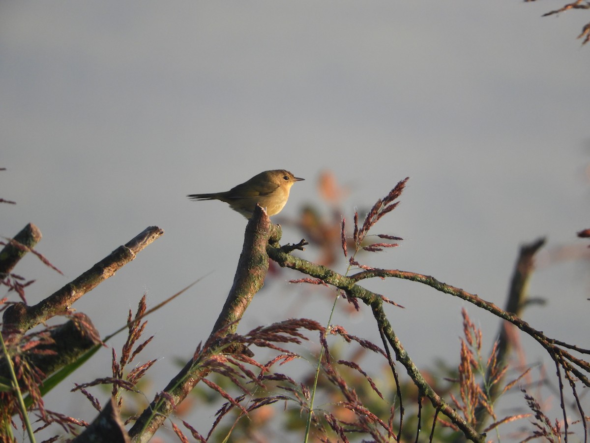 Common Yellowthroat - ML609424109