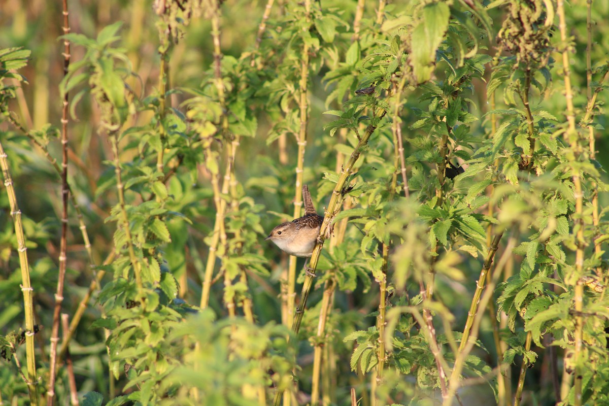 Sedge Wren - ML609424120