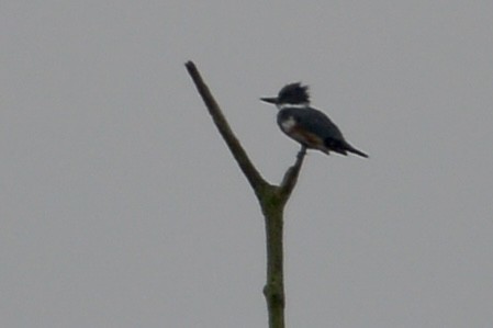 Belted Kingfisher - ML609424141