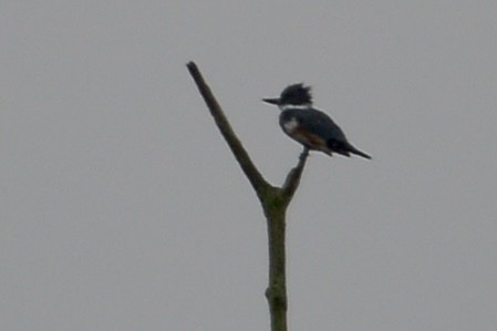 Martin-pêcheur d'Amérique - ML609424141