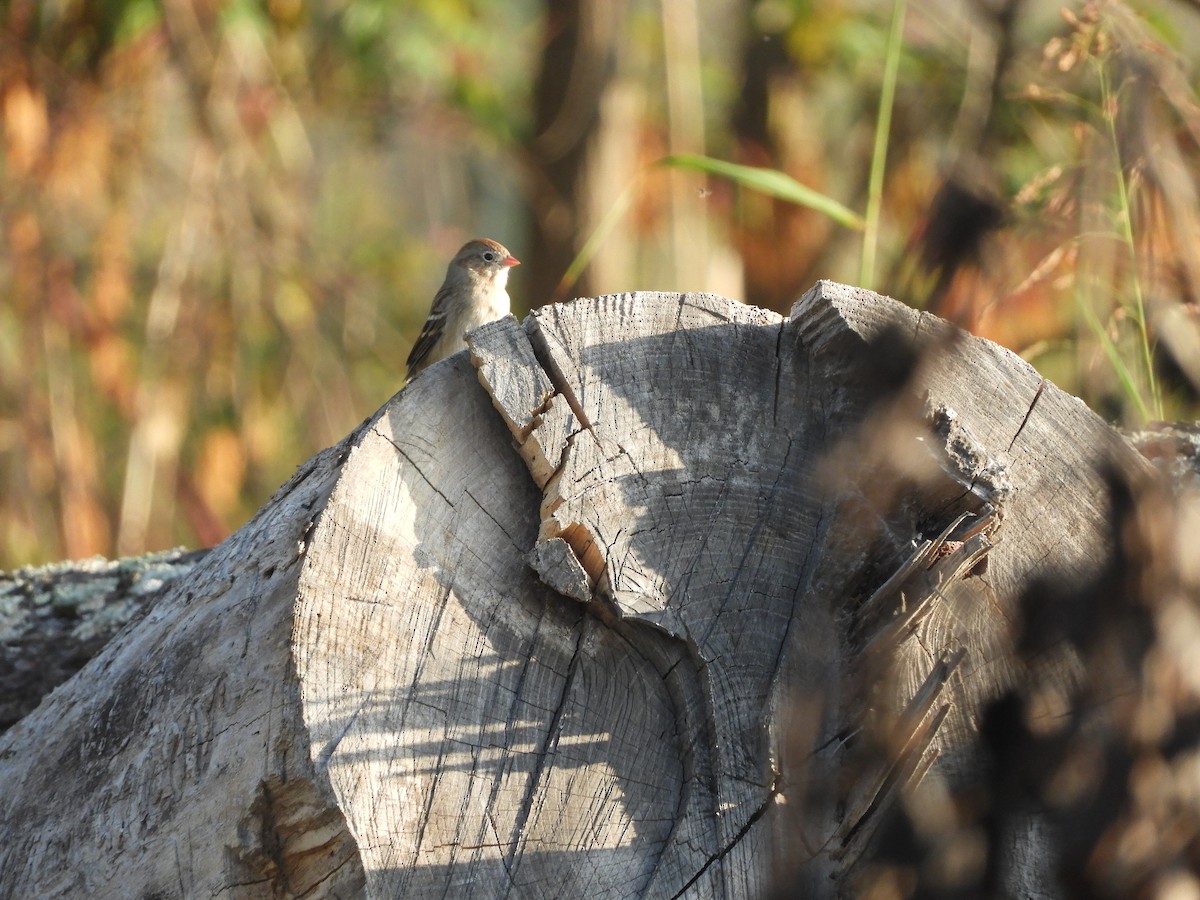 Field Sparrow - ML609424170