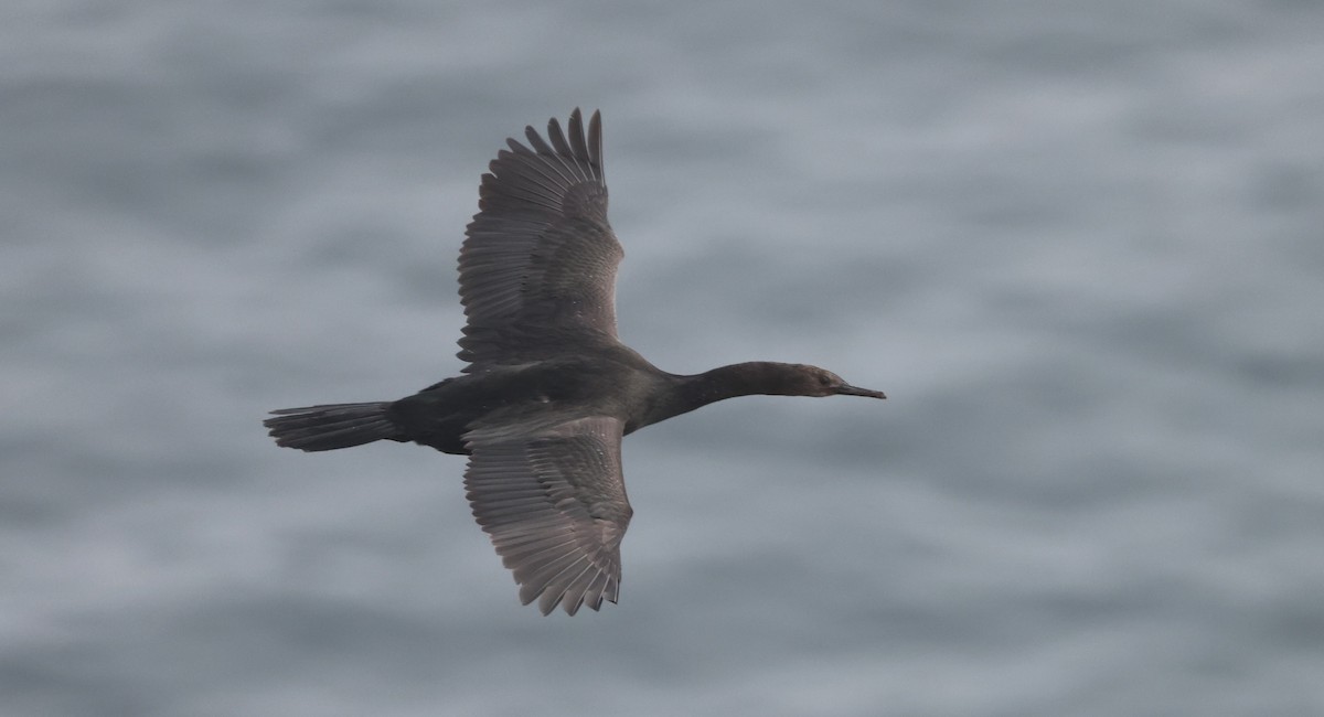 Cormorán Pelágico - ML609424180