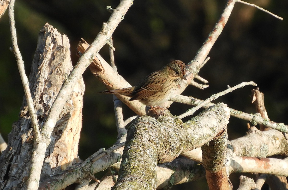 Lincoln's Sparrow - ML609424183