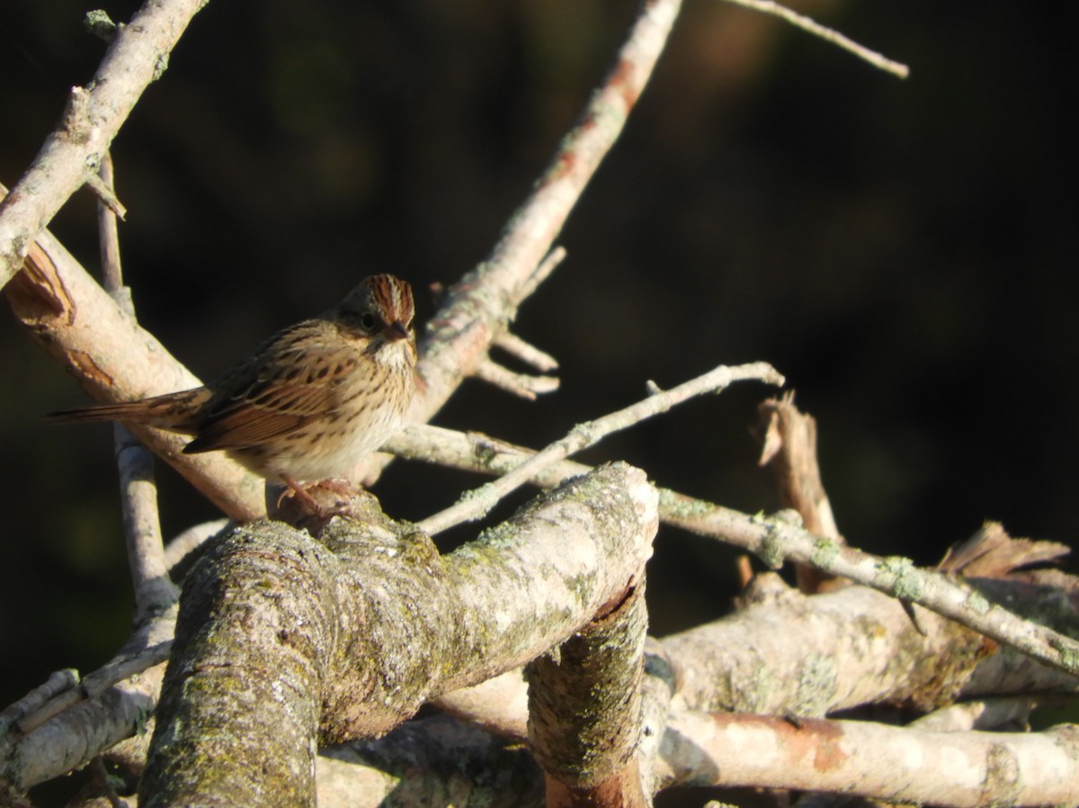 Lincoln's Sparrow - Rex Graham