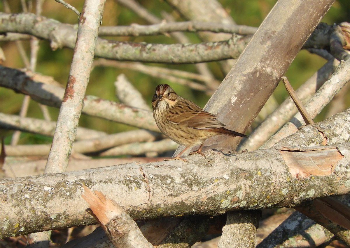 Lincoln's Sparrow - ML609424211