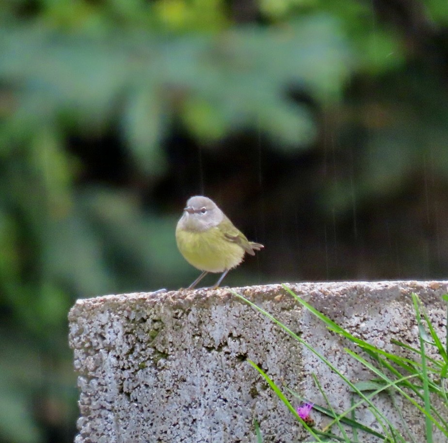 Orange-crowned Warbler (Gray-headed) - Andrew Pratt