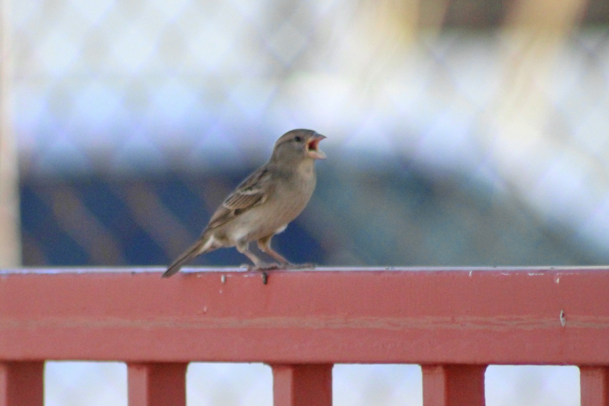 House Sparrow - ML609424340