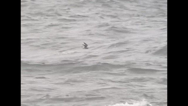 Black Tern (Eurasian) - ML609424444