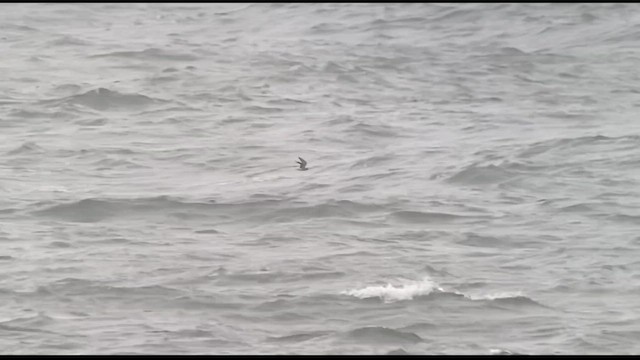 Black Tern (Eurasian) - ML609424445