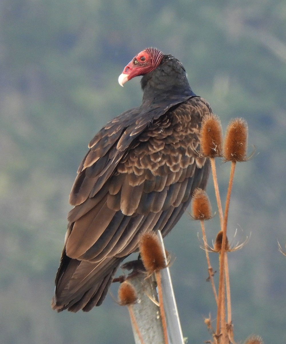 Turkey Vulture - Sarah Hobart